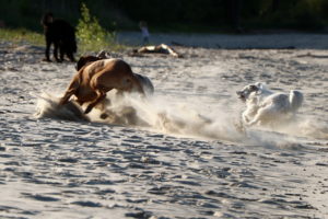 Tobende Hunde am Strand