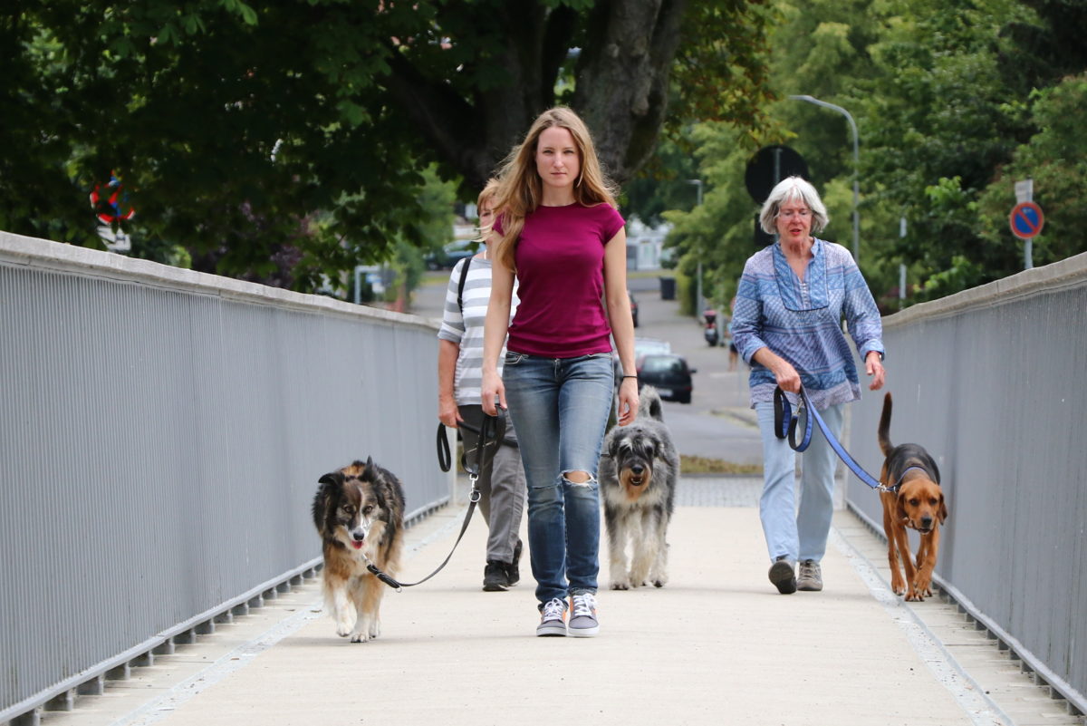 Warum dein Hund an der Leine zieht.