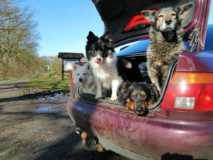 4 Hunde warten im Auto. Nicht Perfekt, aber zuverläßig.