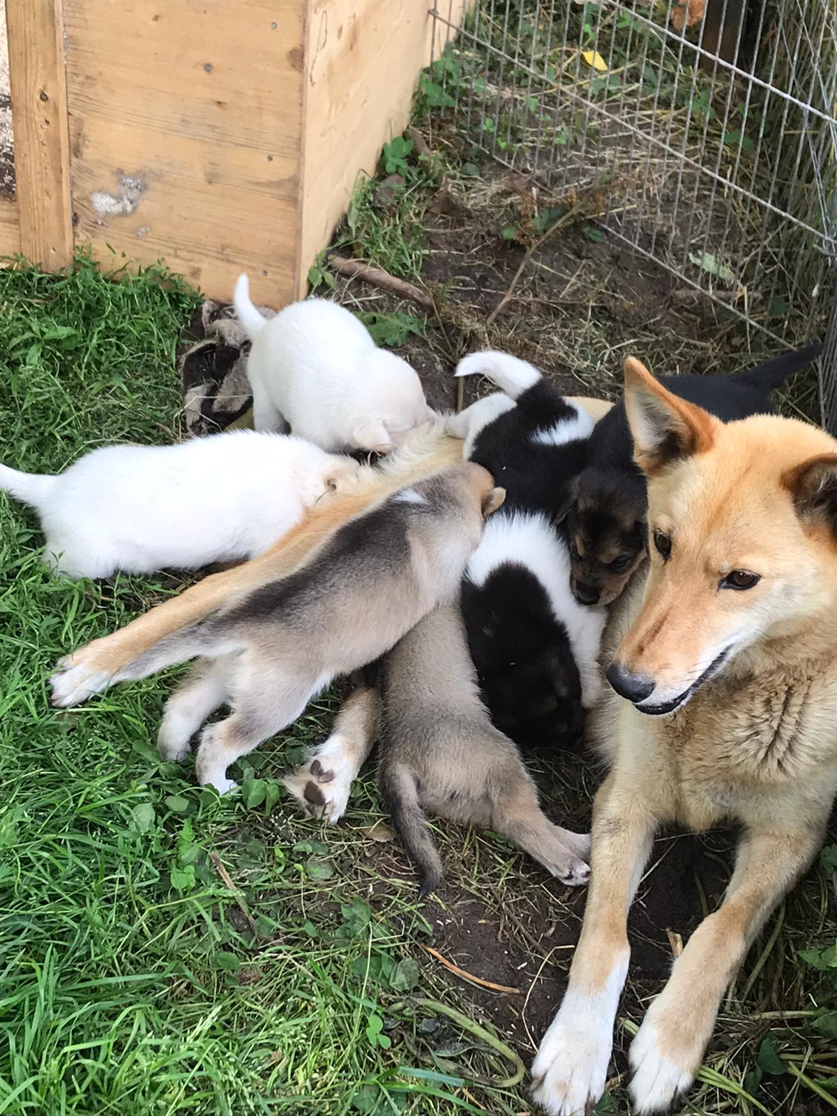 Alaskan Husky Hündin mit 6 Welpen