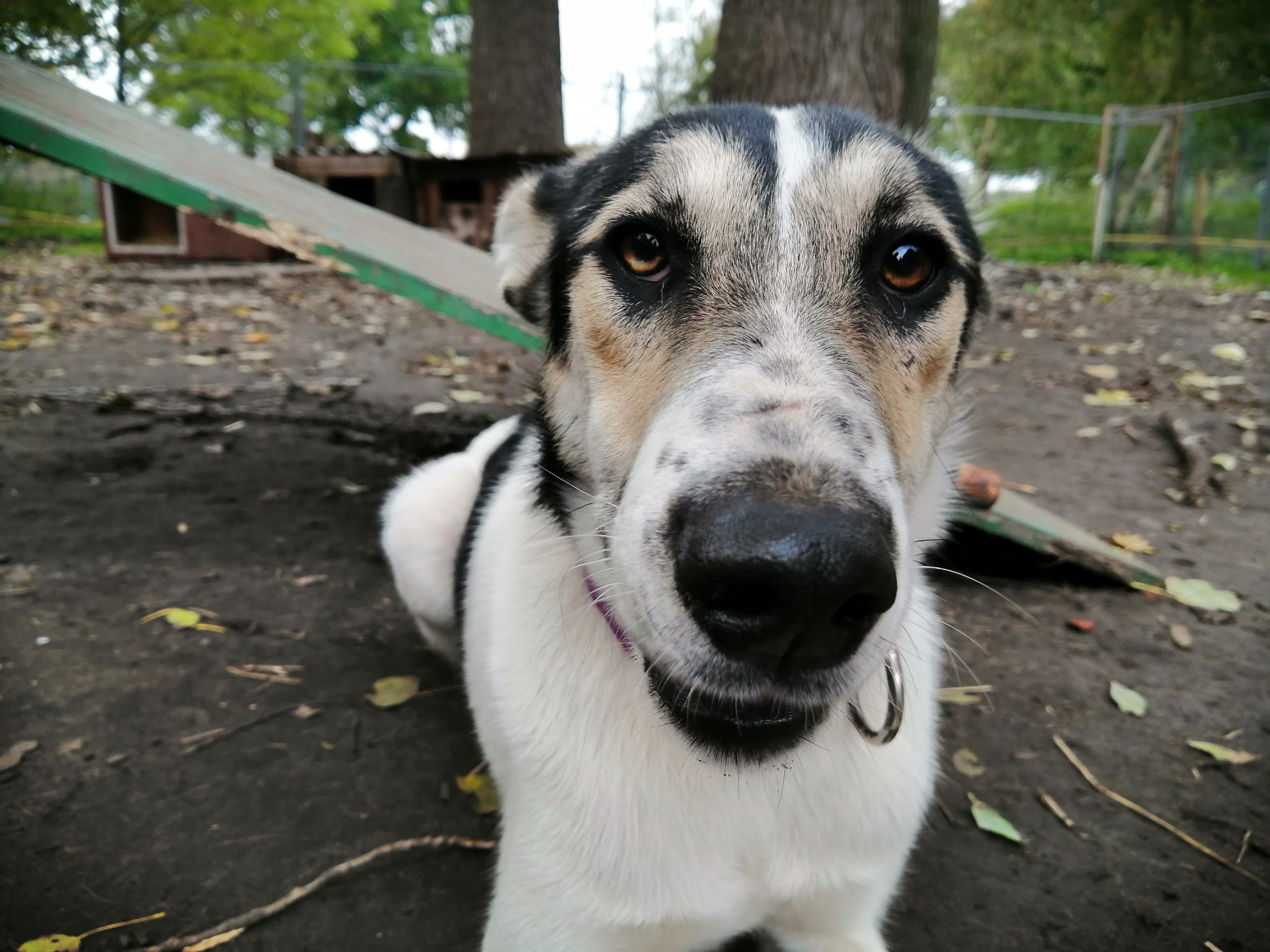 Alaskan Husky Pünktchen