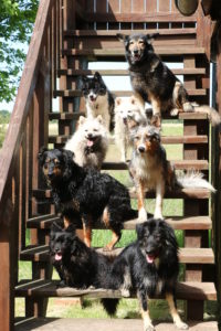 Diese 8 Hunde leben in einem Haushalt, sind aber kein Hunderudel.
