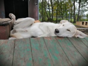 Alaskan Husky - Eine Hunderasse, der man einen enormen Jagdtrieb nachsagt. www.hundeschule-ohne-leckerlie.de