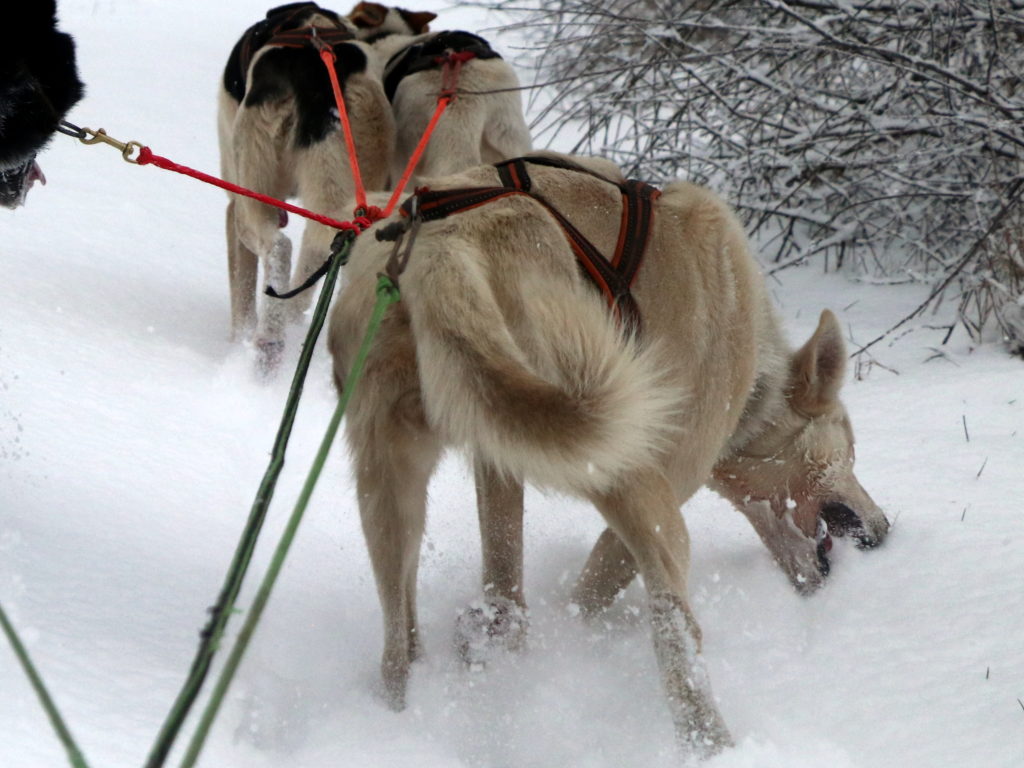 Alaskan Husky nimmt Wasser durch Schnee fressen während des Laufens auf.