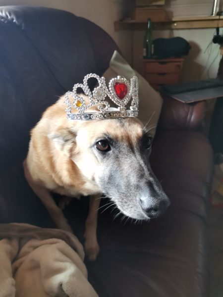 Hunde Prinzessin mit Krone