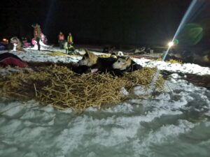 2 Alaskan Huskys, die einander wärmen.